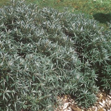 Hippophae rh. "hikul"
