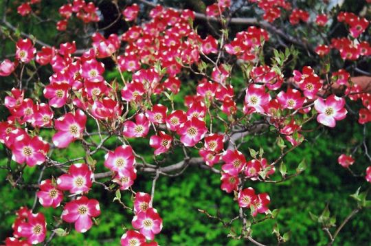 Cornus florida "red giant"