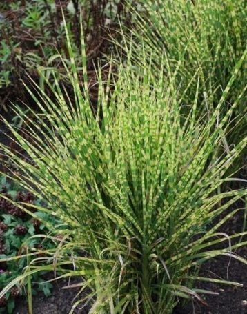 Miscanthus "gold bar"