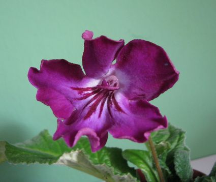 Streptocarpus "julia"