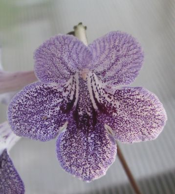 Streptocarpus "franken dainty lady"