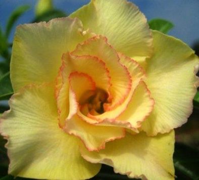 Adenium obesum "gold silk" - pouštní růže
