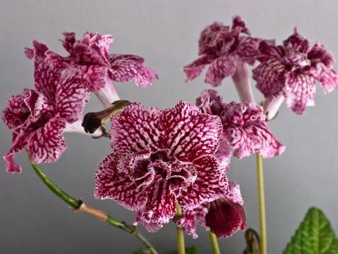 Streptocarpus "hawaiian party"