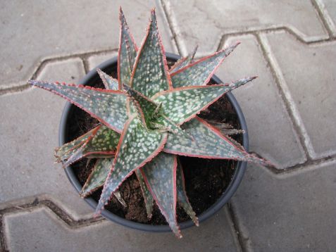 Aloe "starfish"