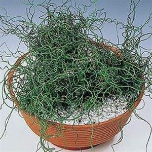 Juncus spiralis "filiformis"