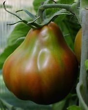 Tomato "hrusha chorna"