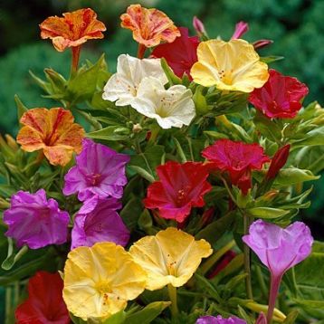 Mirabilis jalapa caudex - nocenka mix