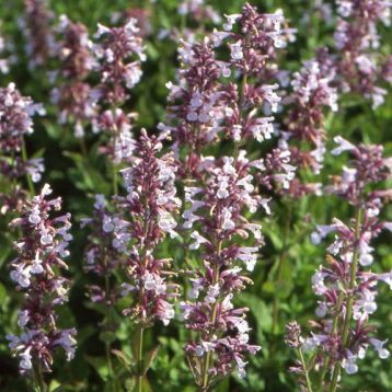 Nepeta grandiflora "dawn to dusk"