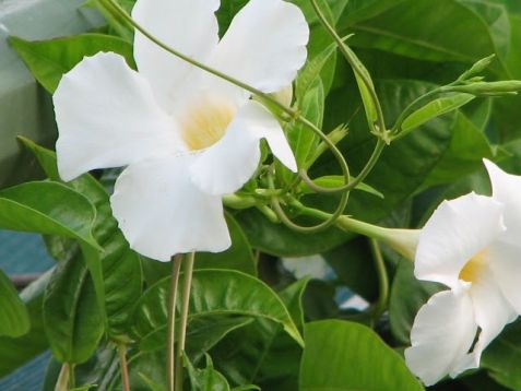 Mandevilla "white delight"