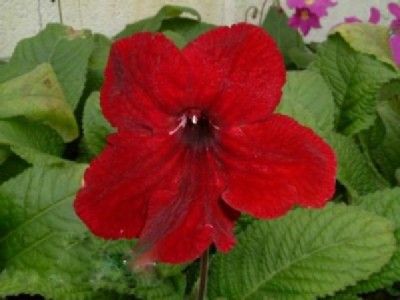 Streptocarpus "wampire´s kiss"