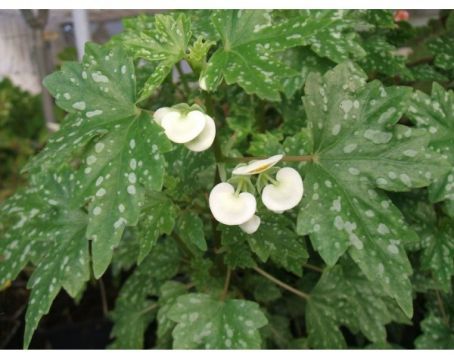 begonia shepherdii