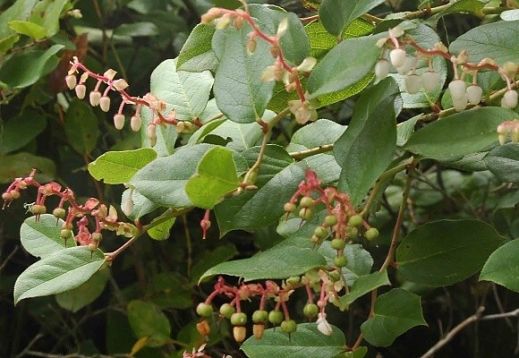 Gaulheria shallon - salal