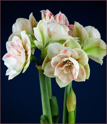 Hippeastrum "nymph" - hvězdník, nesprávně amarylis