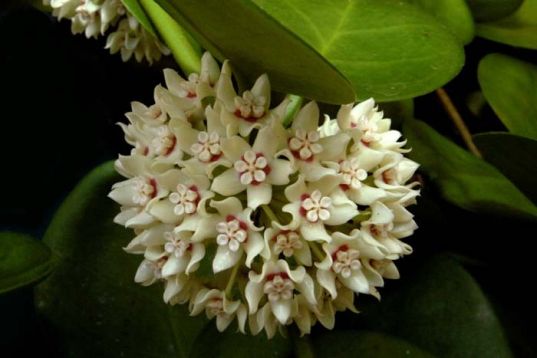 hoya australis - voskovka