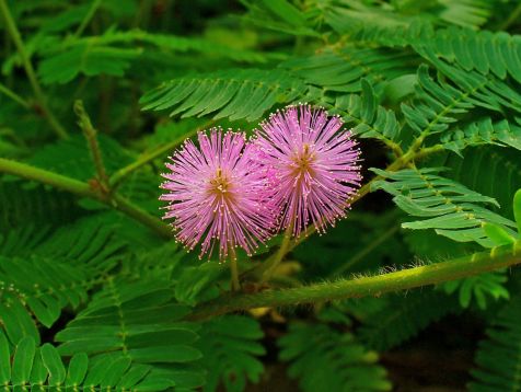 mimosa pudica - citlivka stydlivá