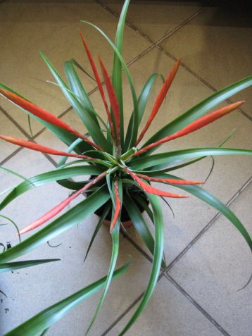 tillandsia flabellata