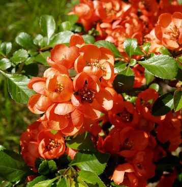 chaenomeles superba "orange trail"