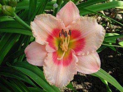 hemerocallis "sweet sugar candy" - daylily