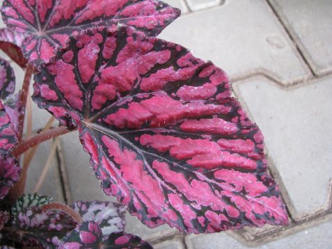 Begonia "ushuaia" - listová begonie