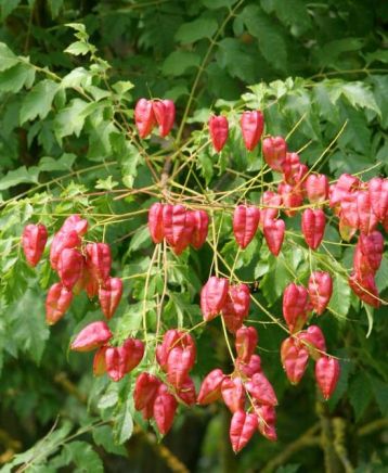 koelreuteria paniculata " fascigiata" - svítel latnatý