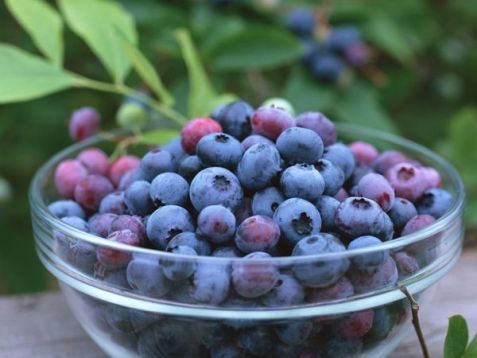 vaccinium corymbosum - kanadská borůvka
