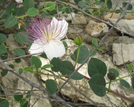 Capparis spinosa - kapara, kapari