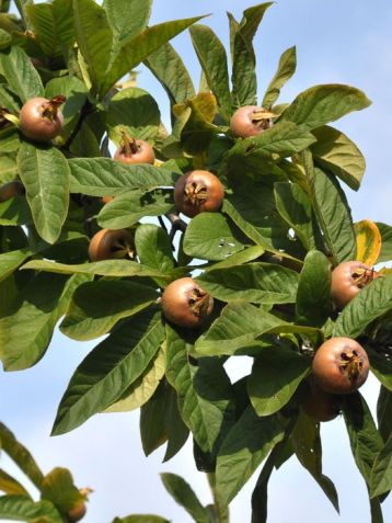 mespilus germanica - mišpule