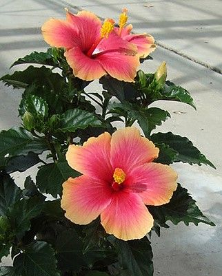 hibiscus sinensis "seppe"