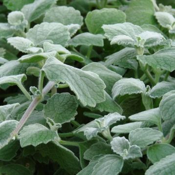 plectranthus argentatus " lemon" - rýmovník citrónový