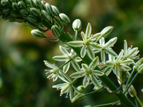 ornithogalum longibracteatum