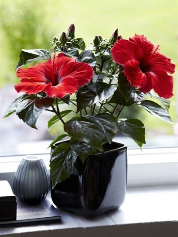 Hibiscus sin. "arionicus"