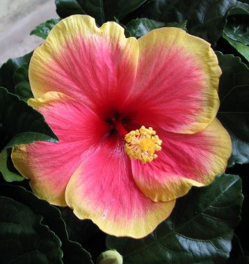 Hibiscus sin. "tivoli" - ibišek pokojový, 4denní