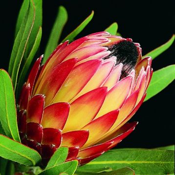 protea cynaroides " possum magic"