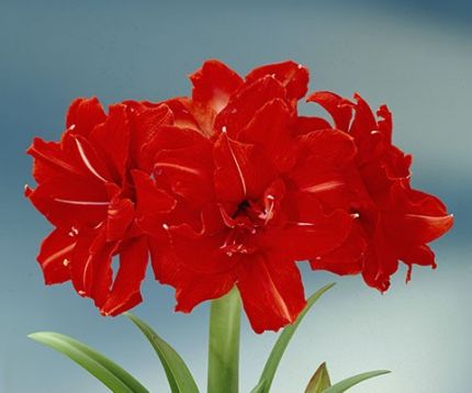 hippeastrum " red peacock" - hvězdník, nesprávně amarylis