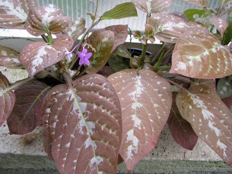 pseuderanthemum alatum
