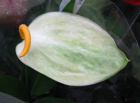 anthurium scherzerianum white/green