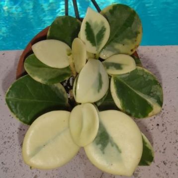 hoya australis albomarginata