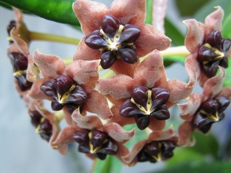 hoya lobbii