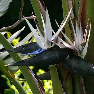 strelitzia nicolai