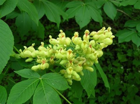 aesculus flava - jírovec žlutý