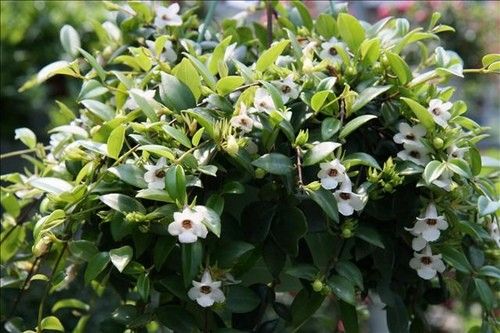 codonanthe crassifolia