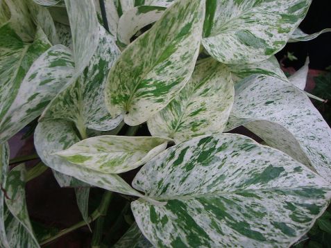 epipremnum "marble queen" - potos