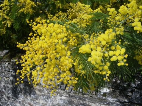 acacia dealbata - akácie sivozelená