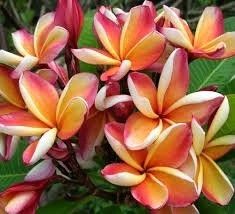 plumeria "KLS orange"