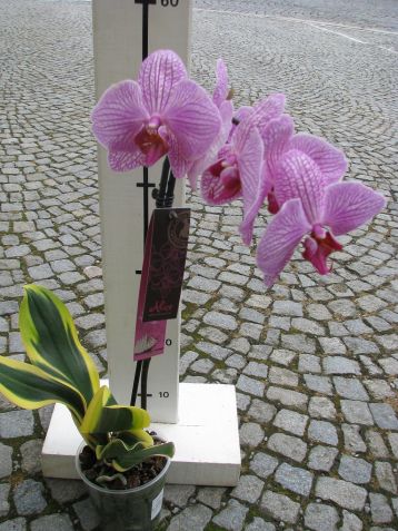 phalaenopsis "sogo vivien variegata"
