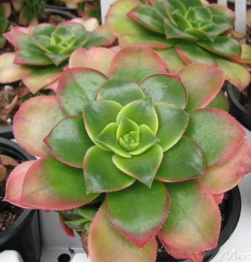 aeonium variegata