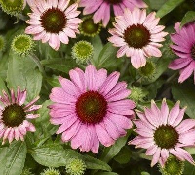 echinacea "prairie splendor rose compact "