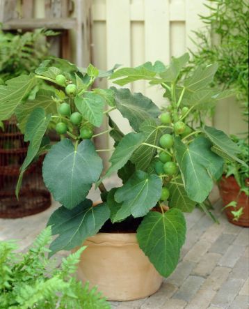 ficus carica "turkey brown" - fíkovník