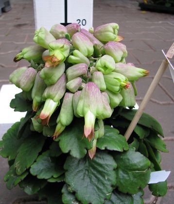 kalanchoe pinnata "zanzibar"