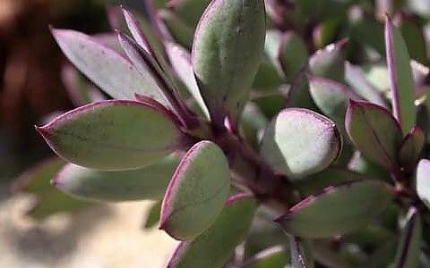 senecio crassissimus